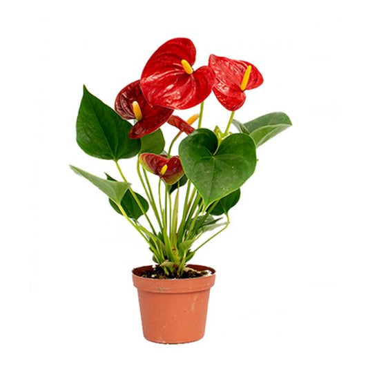 Flamingo Flower | Diamond Red | Perfect Plants for Under £50