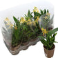 Upside Down Orchid | Encyclia Yellow | Rare Orchid