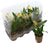 Perfect Plants for Under £30