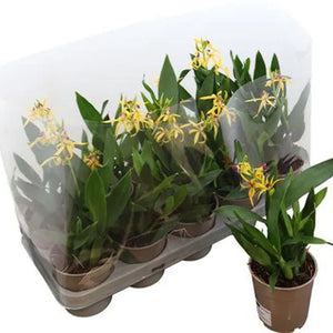 Upside Down Orchid | Encyclia Yellow | Rare Orchid - Indoor Plant