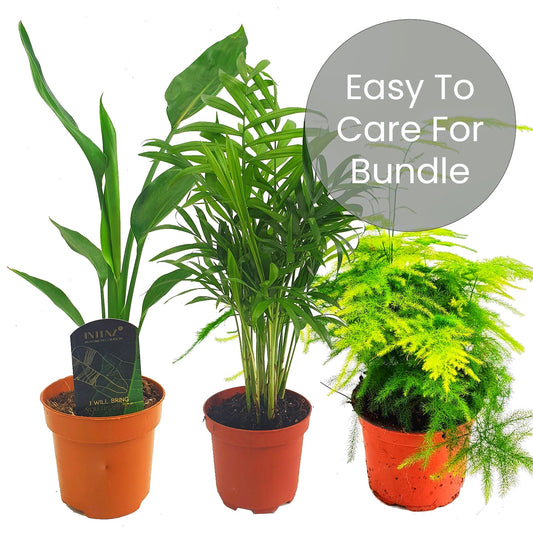 Easy House Plants | Plant Bundle | Climbing & Vine Plants