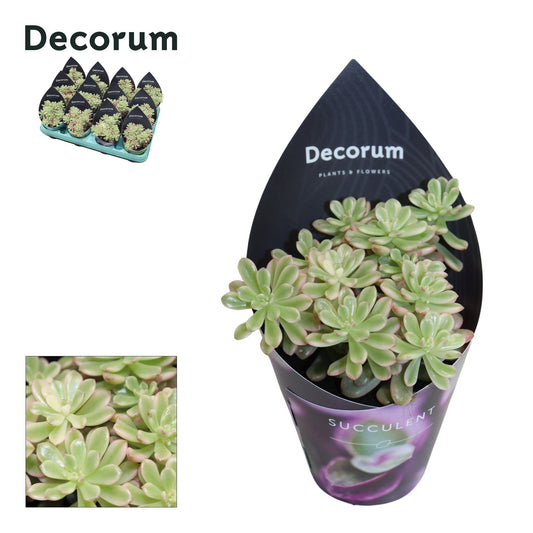 Sedum | Pink | Potted Houseplants