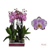 Phalaenopsis Orchid | Art Nouveau