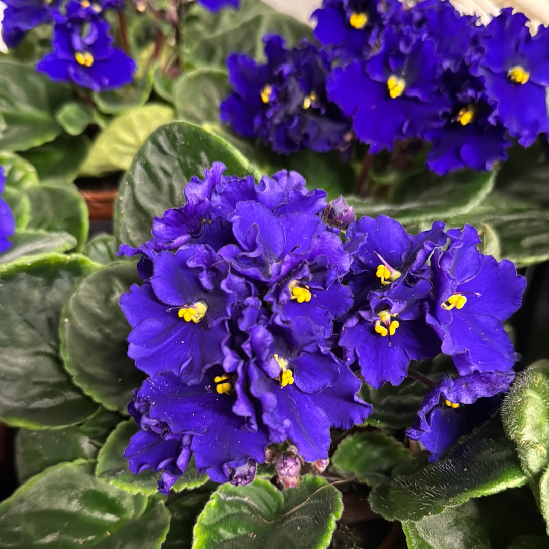 African Violet | Frilly Purple