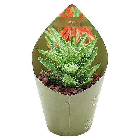Aloe Vera | Squarosa | Potted Houseplants