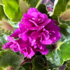 African Violet | Double Plum