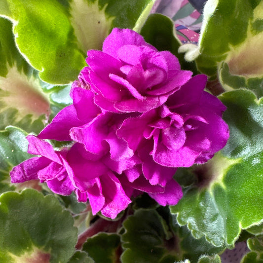 African Violet | Double Plum | 