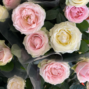 Flowering Rose | Grand Pearl Duo - Indoor Plant