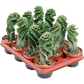 Spiral Cactus
