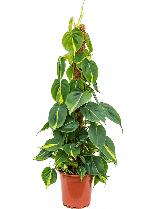 Philo | Brasil | Perfect Plants for Under £50