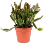 Mistletoe Cactus | Agudoensis | Hard To Find