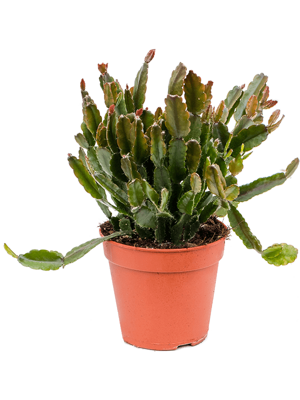 Mistletoe Cactus | Agudoensis