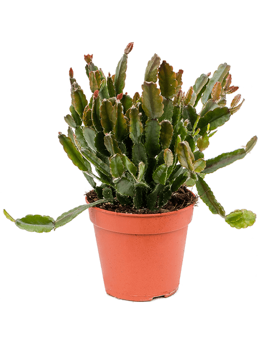 Mistletoe Cactus | Agudoensis | Hard To Find | Potted Houseplants