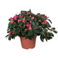 Flowering Azalea | Red