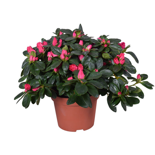 Flowering Azalea | Red | Potted Houseplants