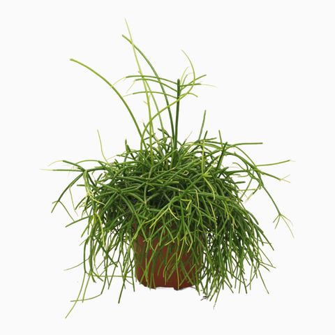 Mistletoe Cactus | Oasis | Perfect Plants for Under £50