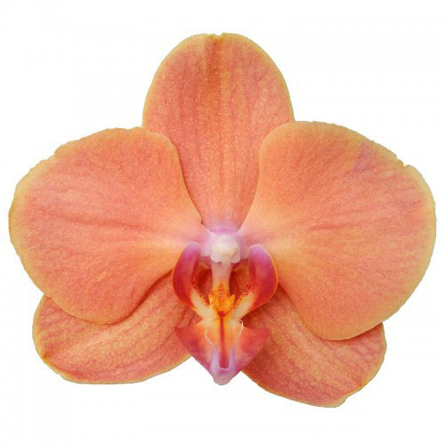 Phalaenopsis Orchid | Papaya | 