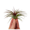 Air Plant | Rainforest Red