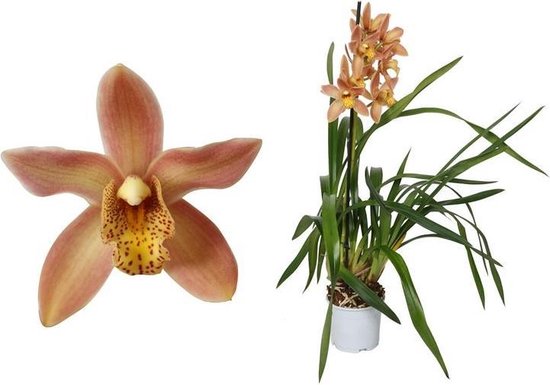 Cymbidium Orchid | Wilhelmina