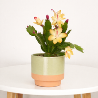 Flowering Cactus | Custard Cream