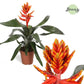 Aechmea | Pepita Flame Orange