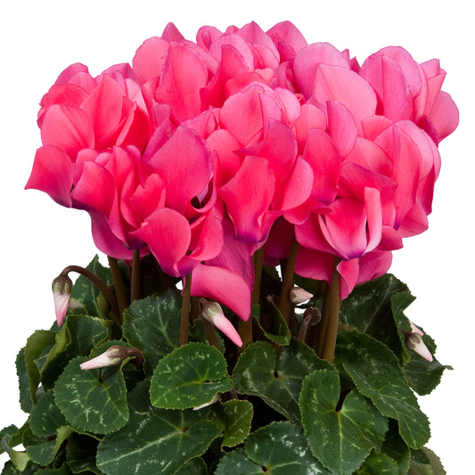 Cyclamen | Allure Pink | Perfect Plants for Under £30