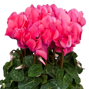 Cyclamen | Allure Pink - Indoor Plant