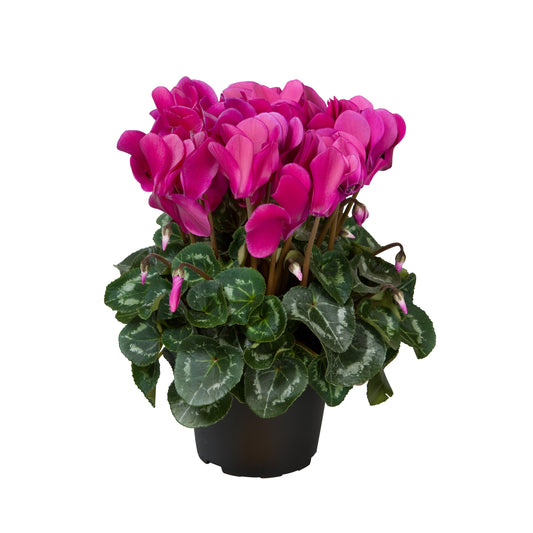 Cyclamen | Allure Violet | Garden & Outdoor Plants