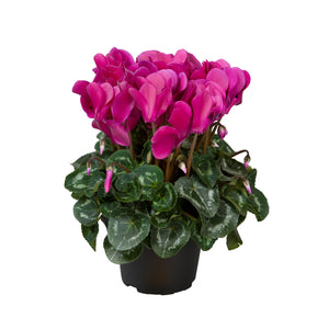 Cyclamen | Allure Violet - Indoor Plant