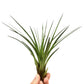 Air Plant | Melanocrater