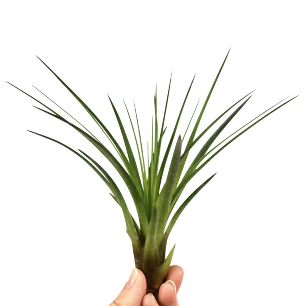 melanocrater air plant Air Plant | Melanocrater