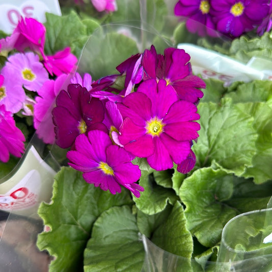 Primula | Touch-me Maroon | Flowering Plants