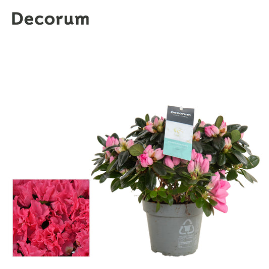 Flowering Azalea | Hot Pink | Houseplants & Indoor Plants On Sale