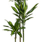 Corn Plant | Cintho
