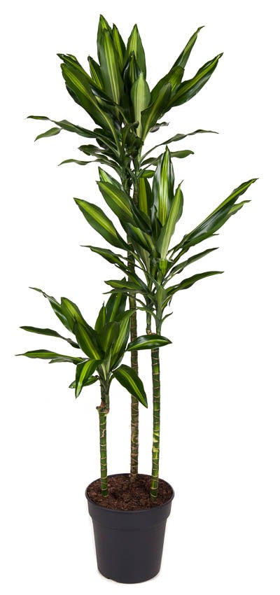 Corn Plant | Cintho | Air Purifying Plants