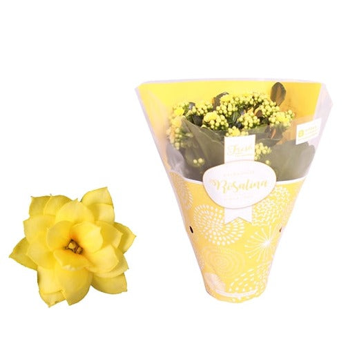 Yellow Kalanchoe | Plant Gift Sets & Gift Ideas