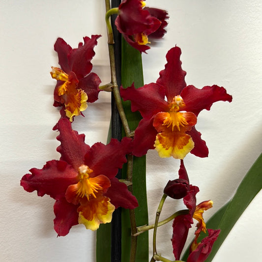 Cambria Orchid | Lucy | 