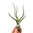 Air Plants
