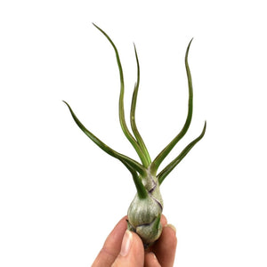 Air Plant | Bulbosa - Indoor Plant