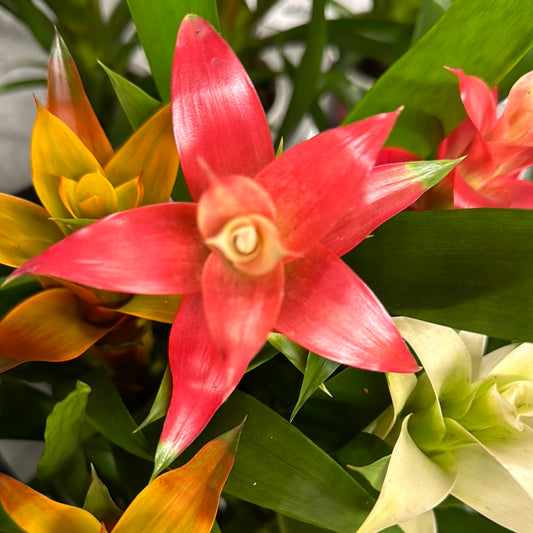 Bromeliad | Guzmania | Red White Bicolour | Potted Houseplants