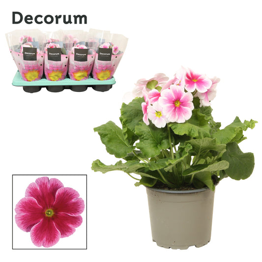 Primula | Touch-me Pink | Potted Houseplants