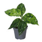 Chinese Evergreen | Pictus Tricolour | Hard To Find