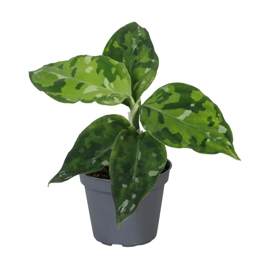 Chinese Evergreen | Pictus Tricolour | Hard To Find | Potted Houseplants