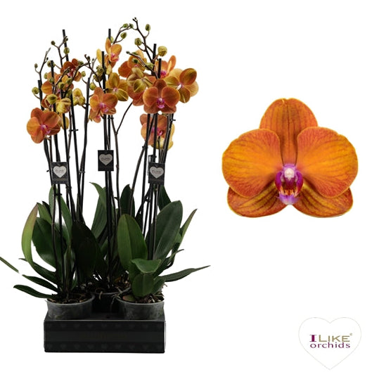 Phalaenopsis Orchid | Bologna
