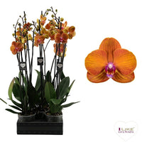 Phalaenopsis Orchid | Bologna