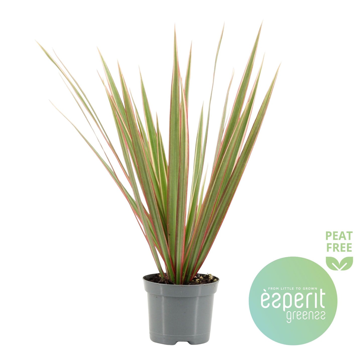 Dragon Tree | Marginata Bicolor