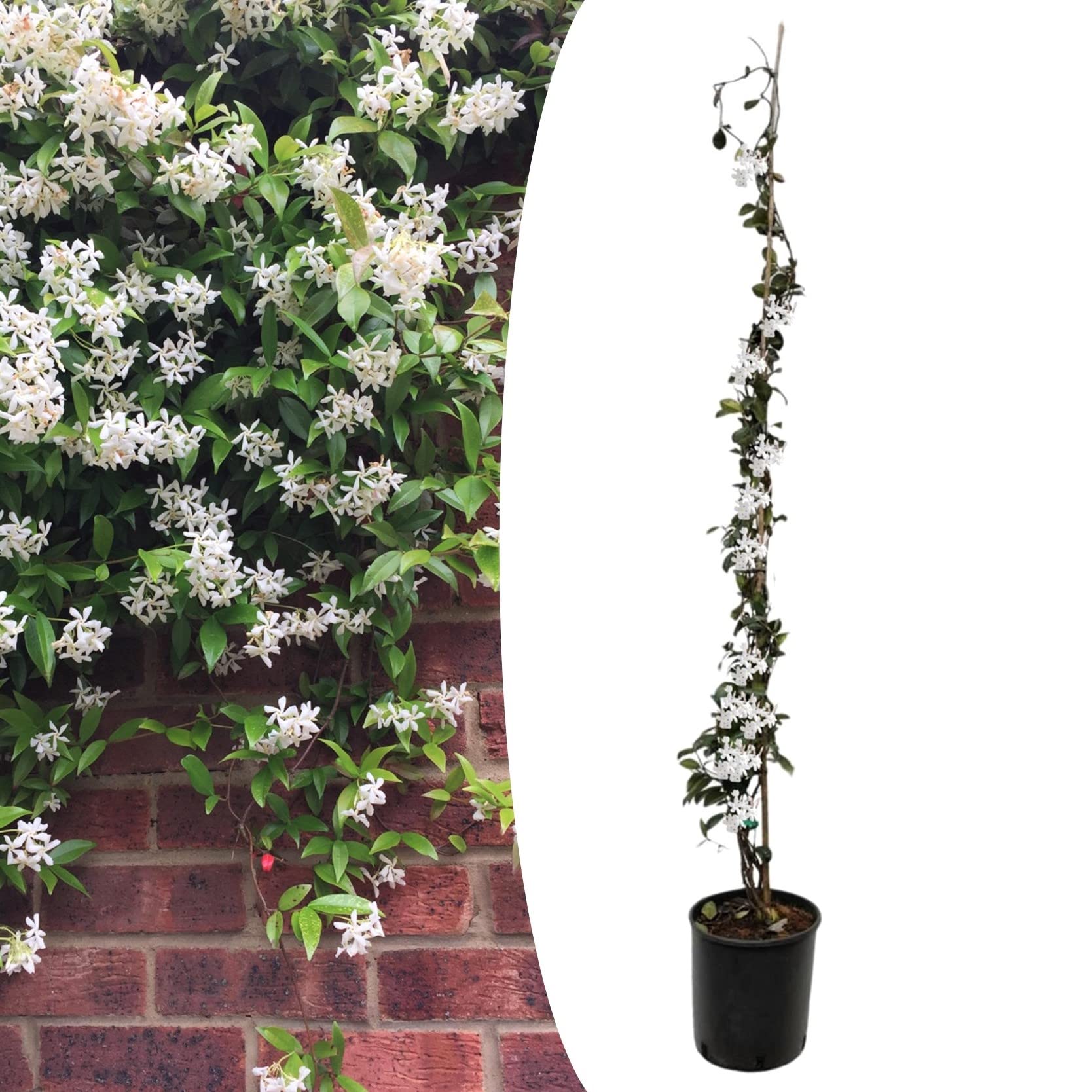 jasmine indoor plant uk Star Jasmine