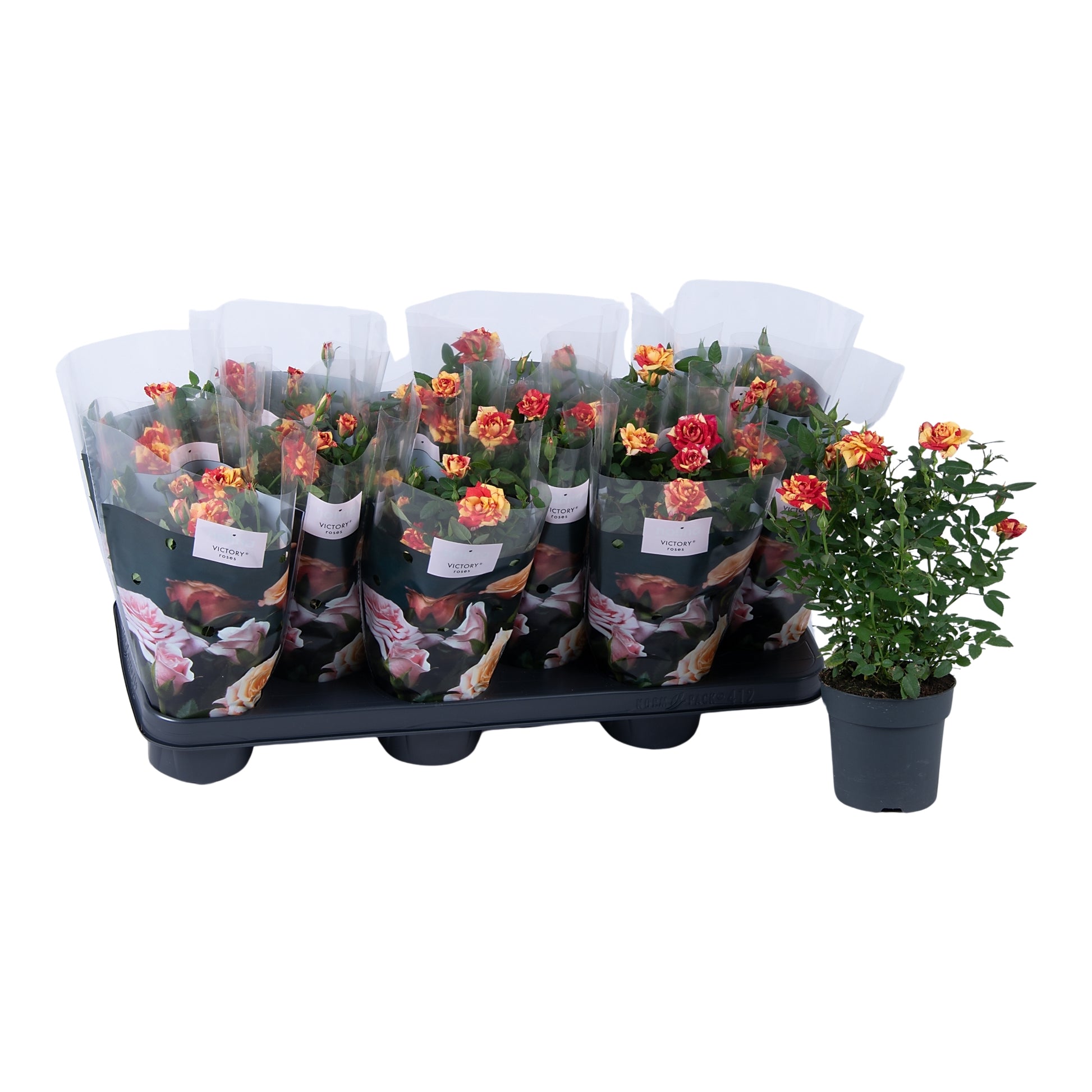 Flowering Rose | Liss