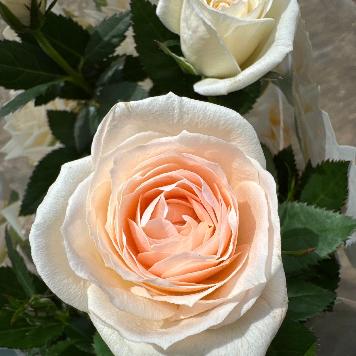 Flowering Rose | Nude