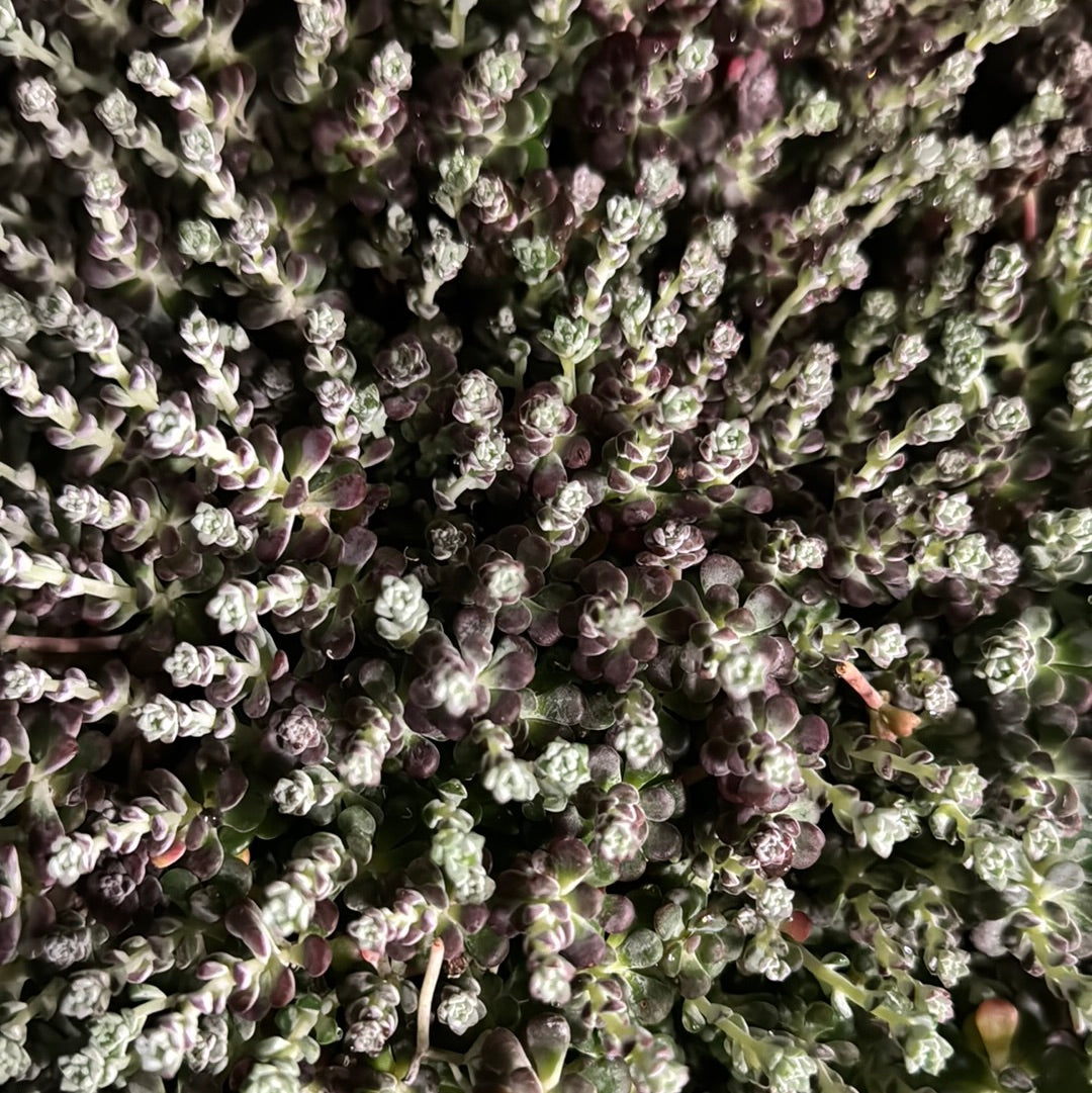 Purple Stonecrop | Mini Florette